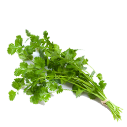 Coriander