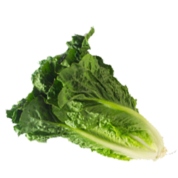 Romaine Lettuce