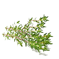 Thyme