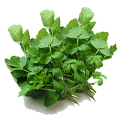 Watercress