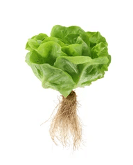 Lettuce, Living